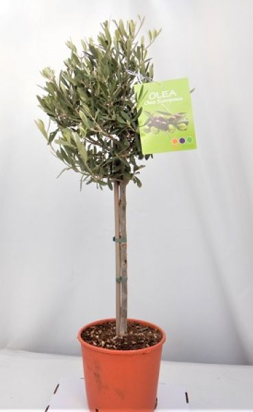 OLEA EUROPAEA TIGE