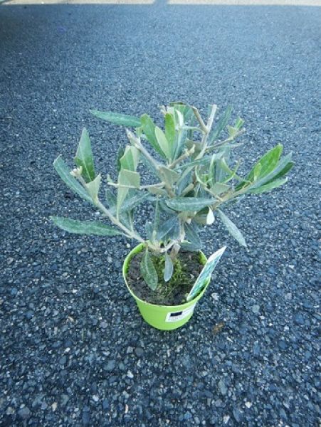 OLEA EUROPAEA TOUFFE