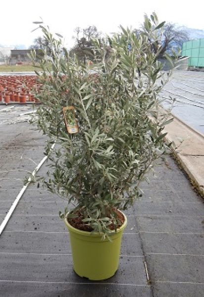 OLEA EUROPAEA TOUFFE