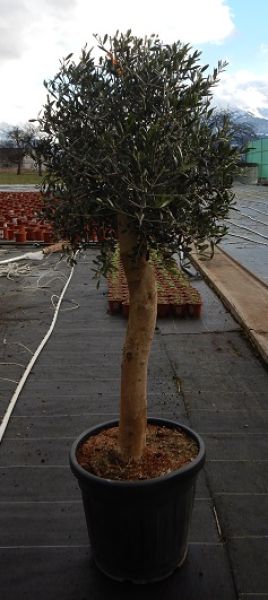 OLEA EUROPAEA TRONC