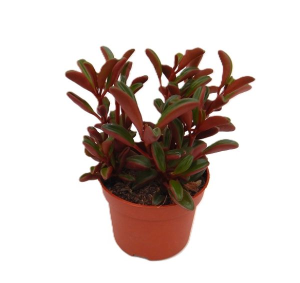 PEPEROMIA GRAVEOLENS