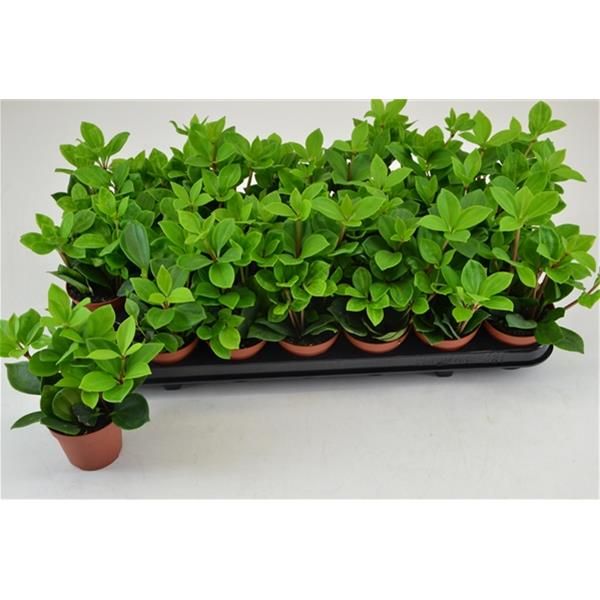PEPEROMIA PERESKIFOLIA