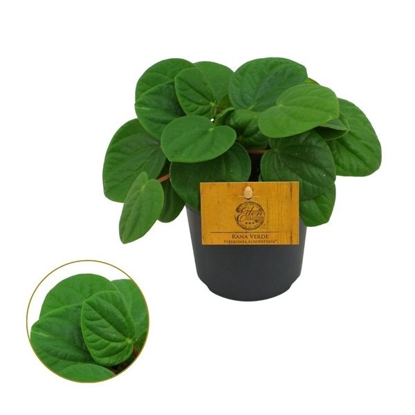 PEPEROMIA RANA VERDE