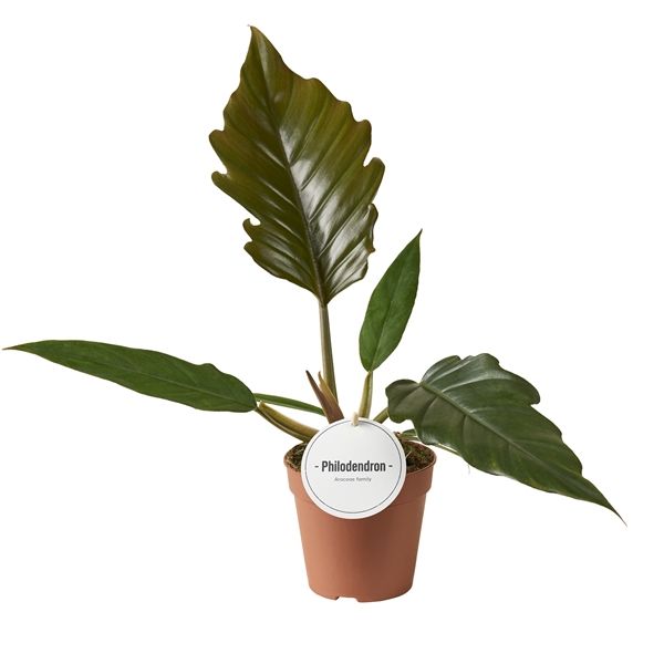 PHILODENDRON CHOCO EMPRESS-S