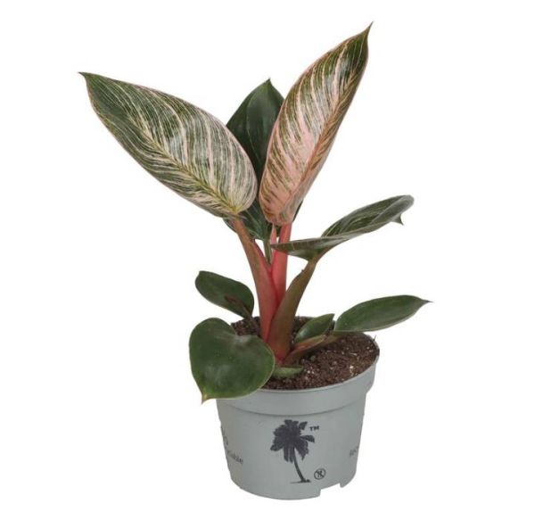 PHILODENDRON HYBRID PINK BIKINI