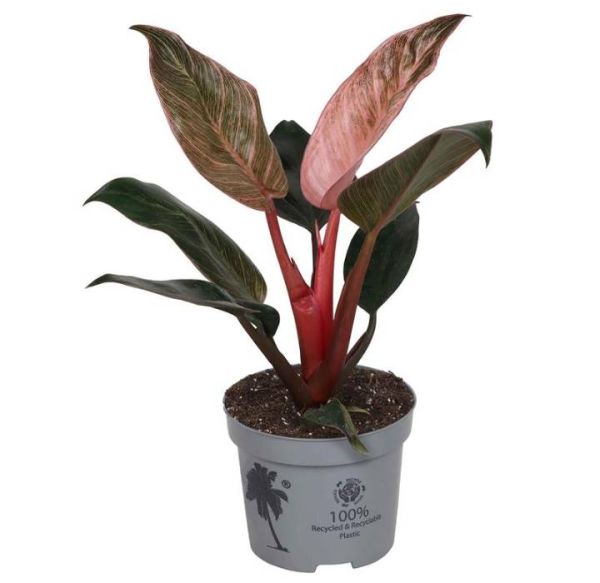 PHILODENDRON HYBRID PINK BIKINI -S