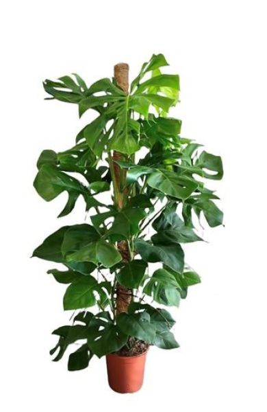 PHILODENDRON MONSTERA