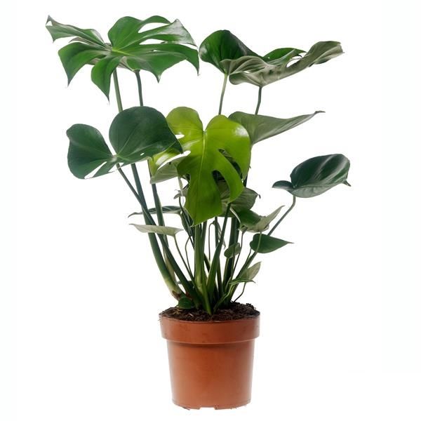 PHILODENDRON MONSTERA