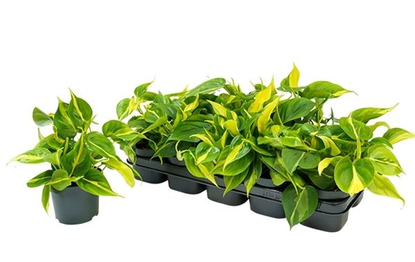 PHILODENDRON SCANDENS BRASIL