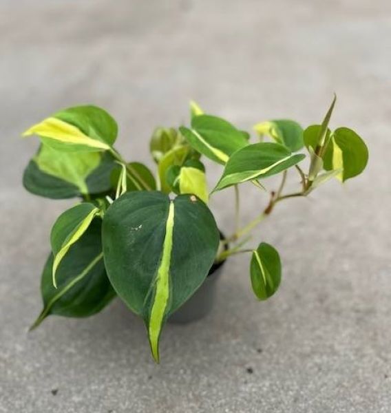 PHILODENDRON SCANDENS BRASIL