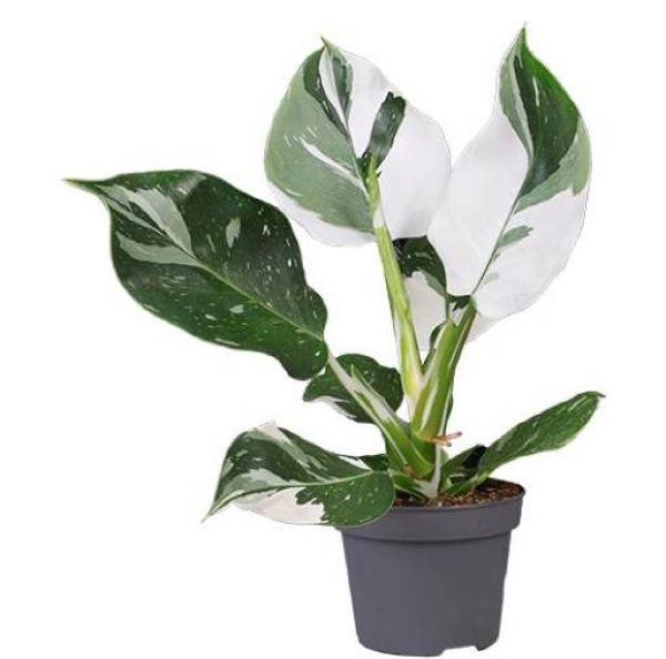 PHILODENDRON WHITE KING
