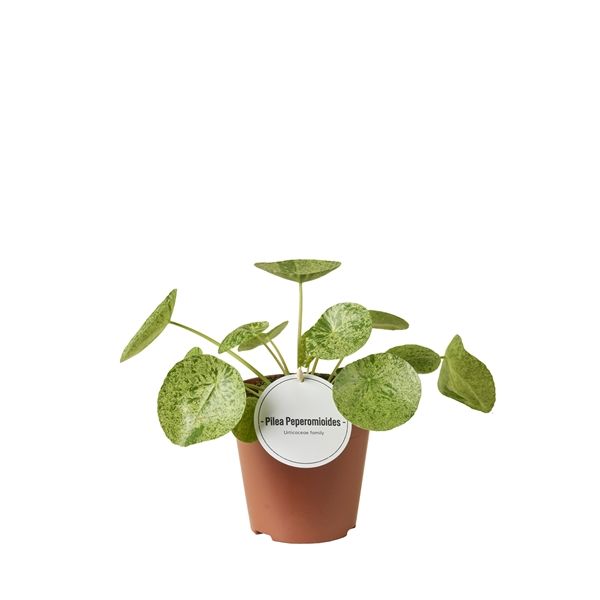 PILEA PEPEROMIODES MOJITO-S