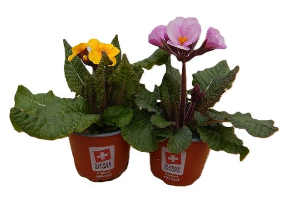 PRIMULA ELATIOR