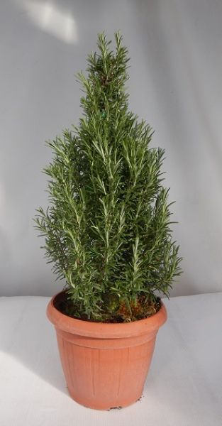 ROSMARINUS OFF. PYRAMIDE