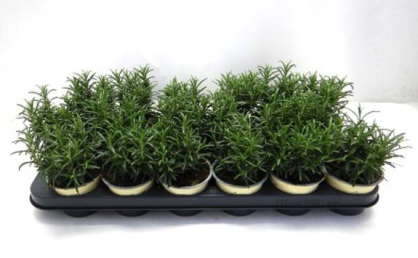 ROSMARINUS OFFICINALIS