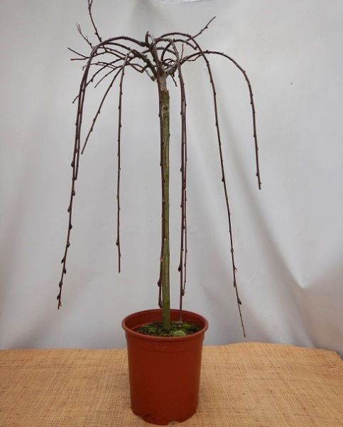 SALIX CAPREA KILMARNOCK