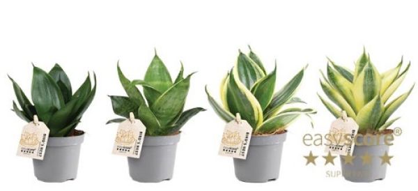 SANSEVERIA HAHNII MIX