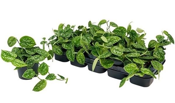 SCINDAPSUS PICTUS ARGYRAEUS