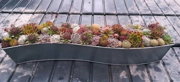 SEMPERVIVUM  METAL VAGUE