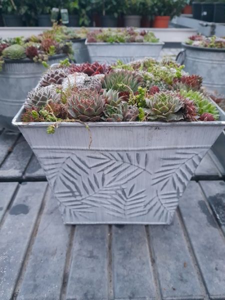 SEMPERVIVUM  ZINC CARRE