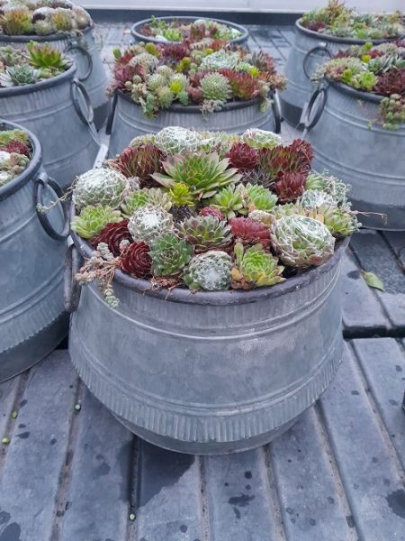 SEMPERVIVUM  ZINC GD