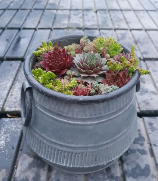 SEMPERVIVUM  ZINC PT