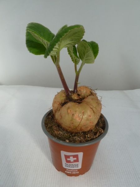 SINNINGIA MACROSTACHYA