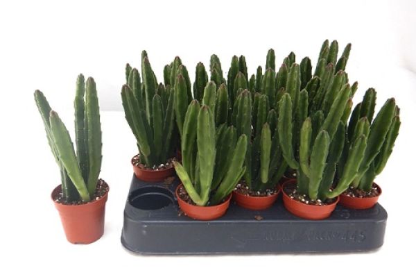 STAPELIA LEENDERTZIAE