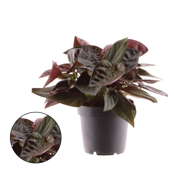 SYNGONIUM RED ARROW -S