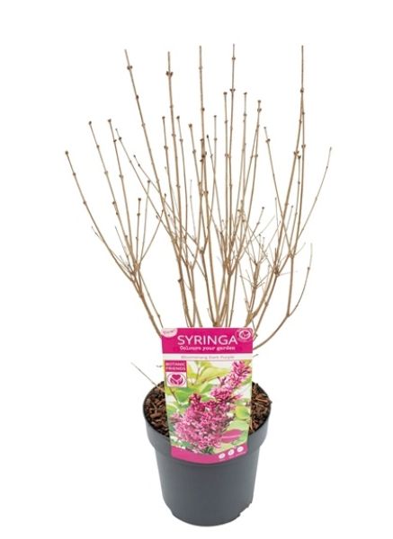 SYRINGA FLOWERFEST PINK