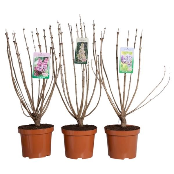 SYRINGA VULGARIS MIX