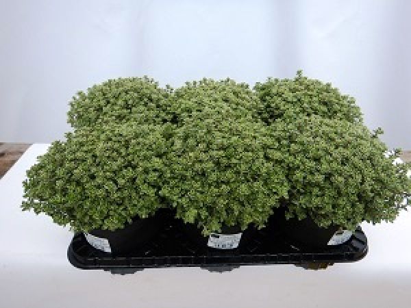 THYM VULGARIS PANACHE