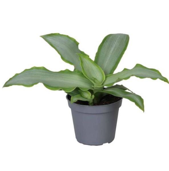 TRADESCANTIA HYBRIDE SILVER