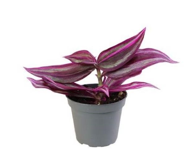 TRADESCANTIA PINK PARADISE