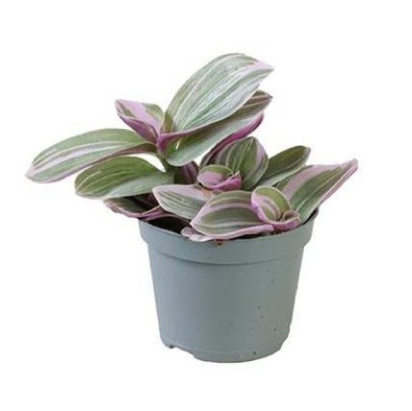 TRADESCANTIA SWEETNESS