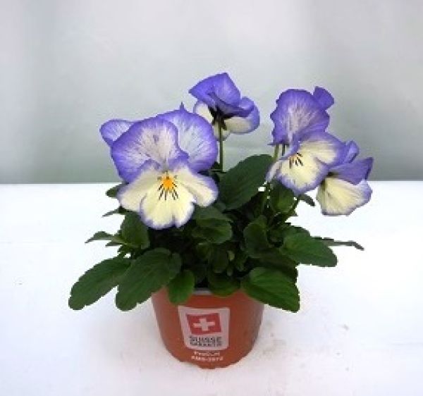 VIOLA BLUE MOON