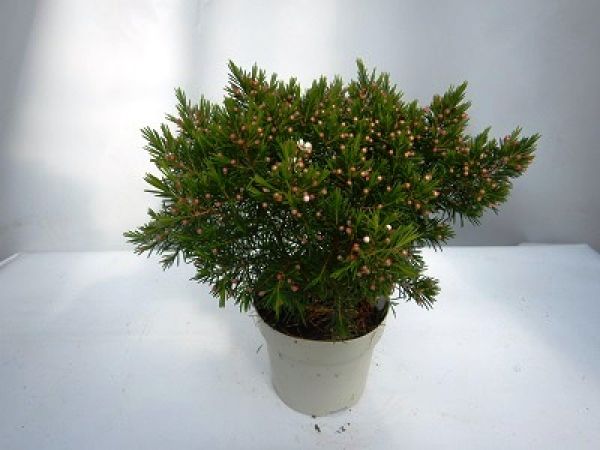 WAXFLOWER TOUFFE