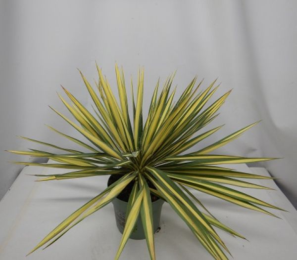 YUCCA FILAMENTOSA