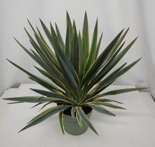 YUCCA GLORIOSA VARIEGATA