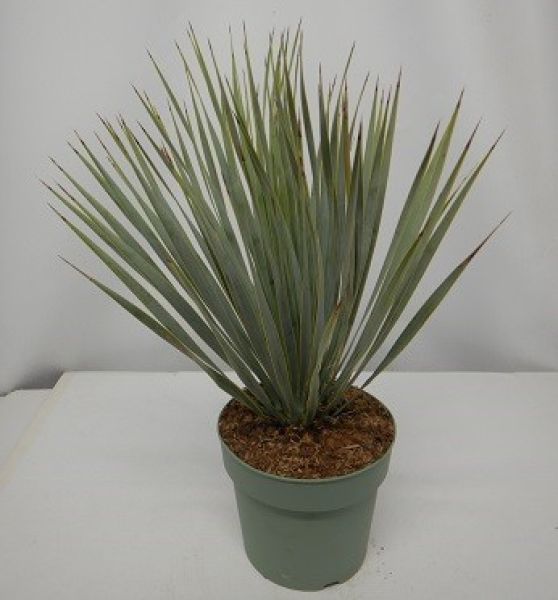 YUCCA ROSTRATA