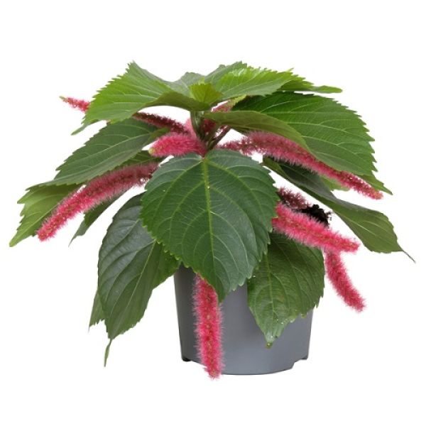 ACALYPHA HISPIDA- S