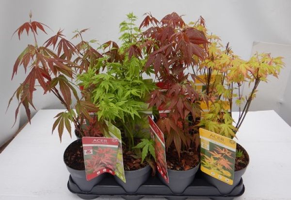 ACER  PALMATUM MIX