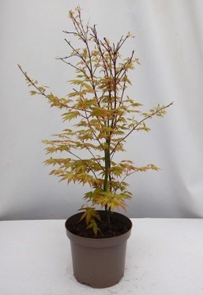 ACER  PALMATUM ORANGE DREAM