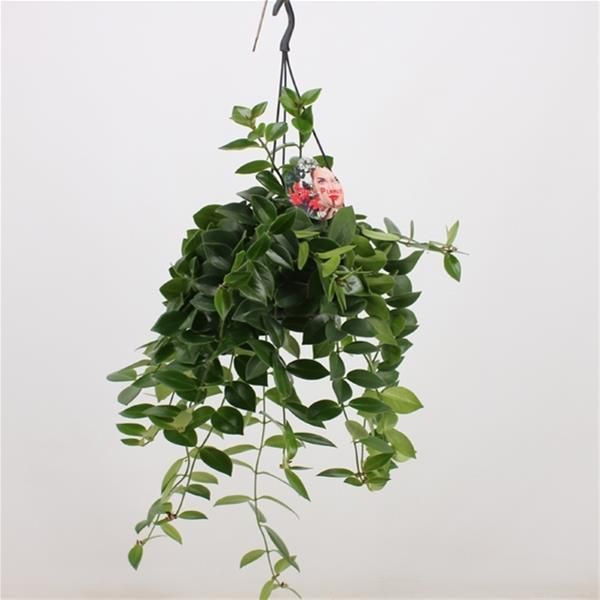 AESCHINANTHUS MONA LISA