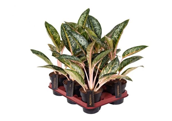 AGLAONEMA ORANGE FLAME-S