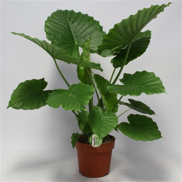 ALOCASIA GAGEANA