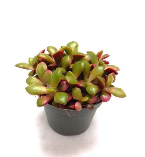 ANACAMPSEROS RUFESCENS SUNRISE