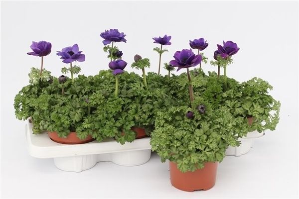 ANEMONE CORONARIA HARMONY