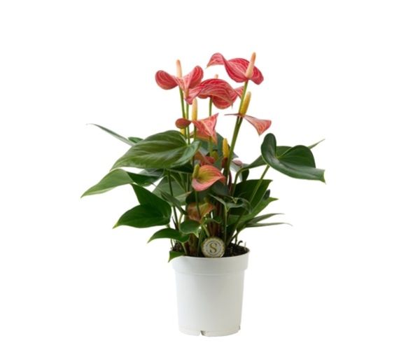 ANTHURIUM LIVIUM RED