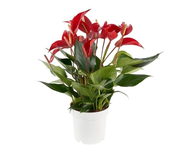 ANTHURIUM MILLE FLEURS ROJA